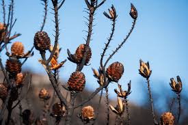 Image result for tbn:XVFRz-6Maj2JLM::www.jolmag.co.za/wildfire/images/Logos/vuvuzela_header.jpg