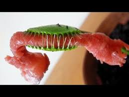 Venus Flytrap Eats Meat Feeding Carnivorous Plant Named Charlie Big Piece Of Roast Beef Youtube