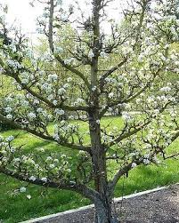 Allerdings sollten baumbesitzer vorher abklären, ob es in ihrer kommune eine baumschutzsatzung gibt, die das fällen verbietet bzw. Mussen Obstbaume Geschnitten Werden Pflanzenfreunde