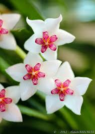 Hoya Bella Diablo Unusual Flowers Beautiful Flowers Wax Flowers