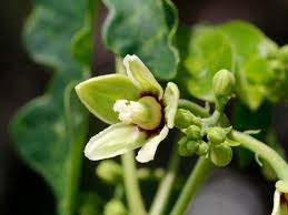 Image result for Manihot carthagenensis