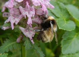 Image result for Bombus polaris