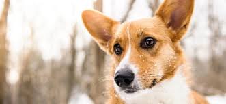 Découvrez plus de 12 000 plantes et fleurs, 4 000 produits de jardin et de nombreux conseils en jardinage et en aménagement extérieur pour réaliser tous vos proje Survivre A La Mort De Son Chien Pourquoi Est Ce Si Difficile