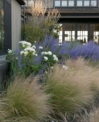 Moondance Rose Russian Sage Amp Mexican Feather Grass Via Le Jardinet Designs Xeriscape Front Yard Front Yard Design Mexican Feather Grass