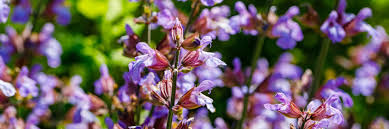 Dig a hole with twice the diameter length of the original plant container. Salvia Varieties Plant Care Growing Tips Horticulture Co Uk