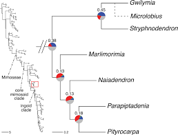 Image result for Gelrebia glandulosopedicellata