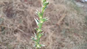 Image result for Salsola rabieana