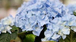 Hortensien düngen hortensien blau machen #hortensien #düngen #hydrangea. Hortensien Dungen Was Zaubert Herrliche Bluten