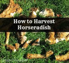 How To Harvest Horseradish Horseradish Harvest Horseradish Root