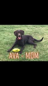 Registered/akc registerable , current vaccinations, health guaranteewe have 9 ,healthy beautiful standard poodle puppies! Labrador Retriever Puppies For Sale Dallas Ga 314911