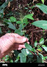 Image result for Panicum brevifolium