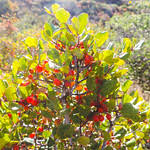 Image result for Rinorea ilicifolia