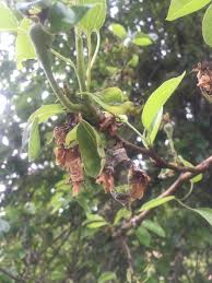 Rust is a common pear tree infliction caused by fungi. Prized Pear Tree Isn T Producing Fruit Ask An Expert Oregonlive Com
