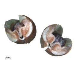 Image result for Euphorbia guerichiana