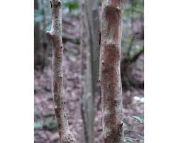 Image result for Margaritaria