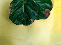 Understanding the causes behind it is paramount to treat your plant correctly. Fiddle Leaf Figs And Their Brown Spots Plant Care Tips And More La Residence