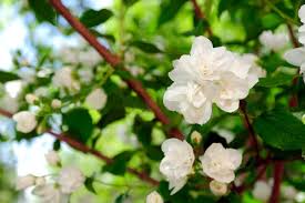 Maybe you would like to learn more about one of these? Jasmine Flower Varieties And Types Of Jasmines Theflowerexpert