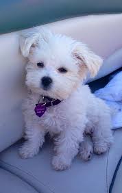 The Maltese Is A Toy Dog Breed With A Big Attitude In 2020 Dog Breeds Cute Dogs Breeds Maltese Dog Breed