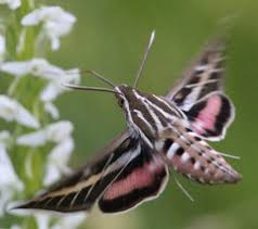 Image result for Chamaeclitandra henriquesiana