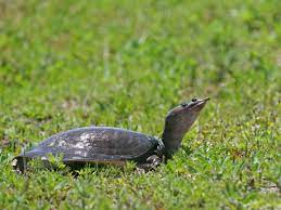 Softshell turtles are messy eaters and as such need large tanks. Soft Shelled Turtle Information And Care Reptiles Magazine