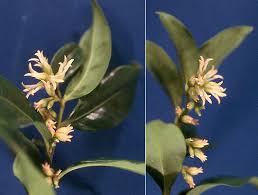 Image result for Floscopa confusa