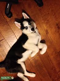 Siberian husky puppies for sale and dogs for adoption in tennessee, tn. Stud Dog Looking For Female Husky To Breed Memphis Tn Breed Your Dog
