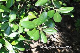 Image result for Avicenniaceae