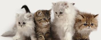 Primary pet care (version 3.0) has a file size of. Category Mount Pleasant Clinic Singapore Mount Pleasant Veterinary