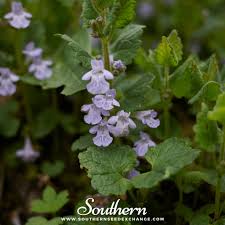 Image result for Glechoma  hederacea