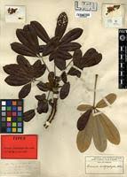 Image result for Oldfieldia