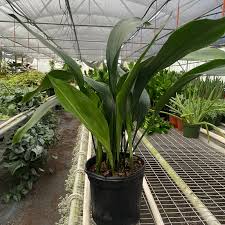 Image result for Aspidistra