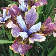 Shop perennial flower seeds and plants from the most trusted name in home gardening. New Perennials For Spring 2021 Landscape Ontario