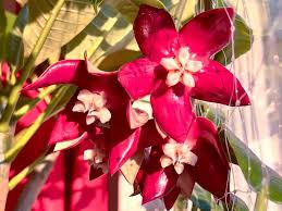 Image result for hoya plant flower