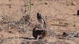 Image result for Pycreus nigricans