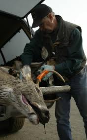 Firearm deer opener: Newaygo County man brings first buck to Muskegon check  station (video)