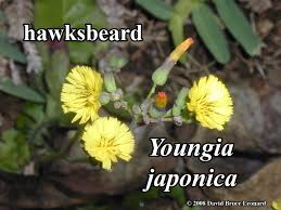 Image result for Youngia