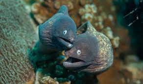 Moray moray systems as supplies quality products to the offshore industry. Eels Of Koh Tao Thailand Master Divers Koh Tao Thailand