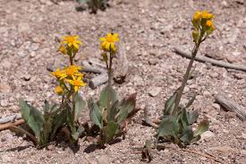 Image result for Senecio ruwenzoriensis