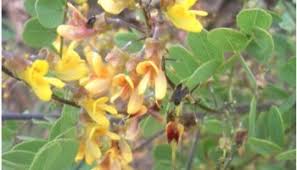 Image result for Indigofera dimidiata