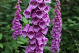 Bee numbers are declining throughout the world and home gardeners can do their bit to prevent this by making their properties as bee friendly as possible. Bees Pod Easy Edible Gardening