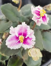 Miniature african violet plants when fully mature grow up to from 6 inches (15cm) in diameter across a single crown. Miniature African Violet Rob S Boondoggle Tesselaar