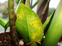 We did not find results for: Zz Plant Zamioculcas Zamiifolia Information And Care Guide Our House Plants
