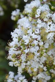 Honeydew is a perfect medium for the growth of black sooty mold. Natchez Crape Myrtle