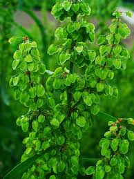 Image result for Afroligusticum runssoricum