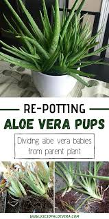 Here's how to plant & care for them so they grow to be healthy. Re Potting Aloe Vera Pups Dividing Aloe Vera Babies From The Parent Plant Plants Aloe Vera Plant Indoor Aloe Plant Care