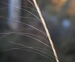 Image result for Loxodera