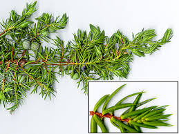 Image result for Juniperus