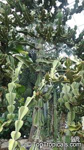 Image result for Euphorbia cooperi