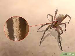 Its venom is lethal for youngsters and elderly people. 4 Ways To Identify A Brazilian Wandering Spider Wikihow