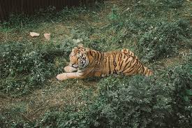 Habitat asli hewan berbelalai ini ada di hutan, sabana pola warnanya pun cukup apik untuk dijumpai. Haiwan Zoo Gambar Unduh Gratis Imej 500663004 Format Jpg My Lovepik Com